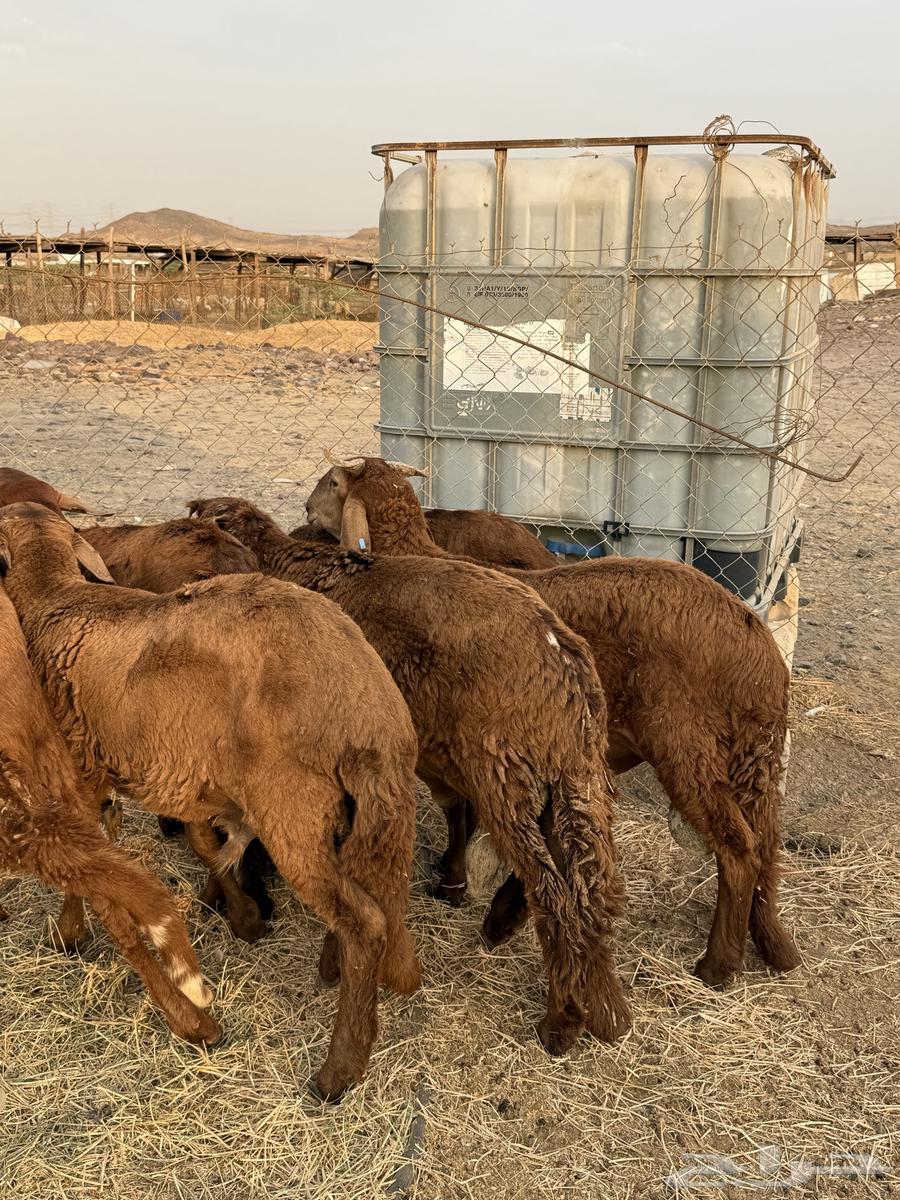 طليان مرابي 4 شهور من 98064593301151875110