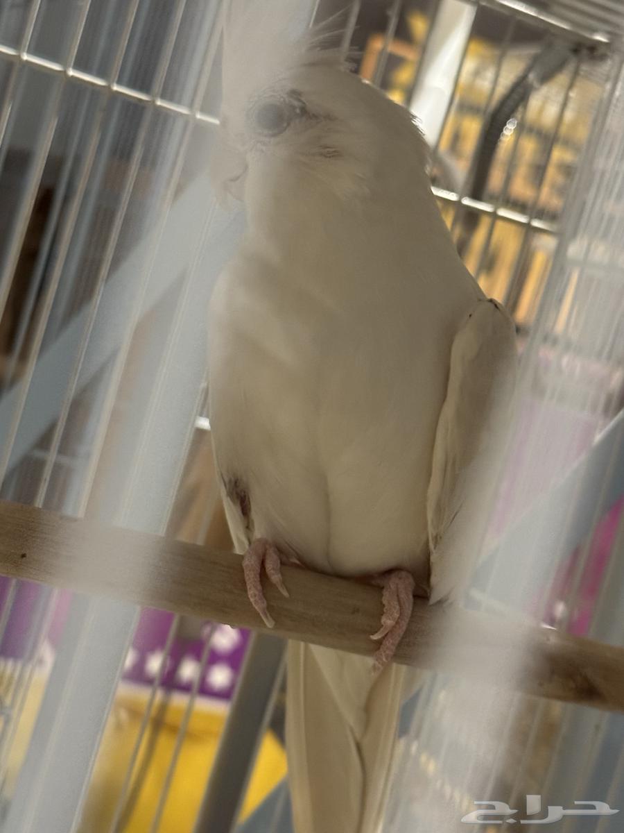 تم البيع64594332008195112