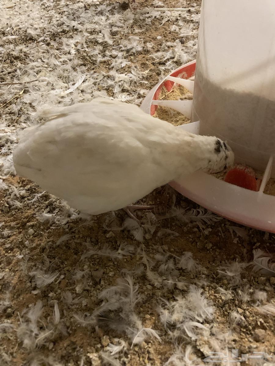 للبيع سمان تكساس العملاق64592262204161112