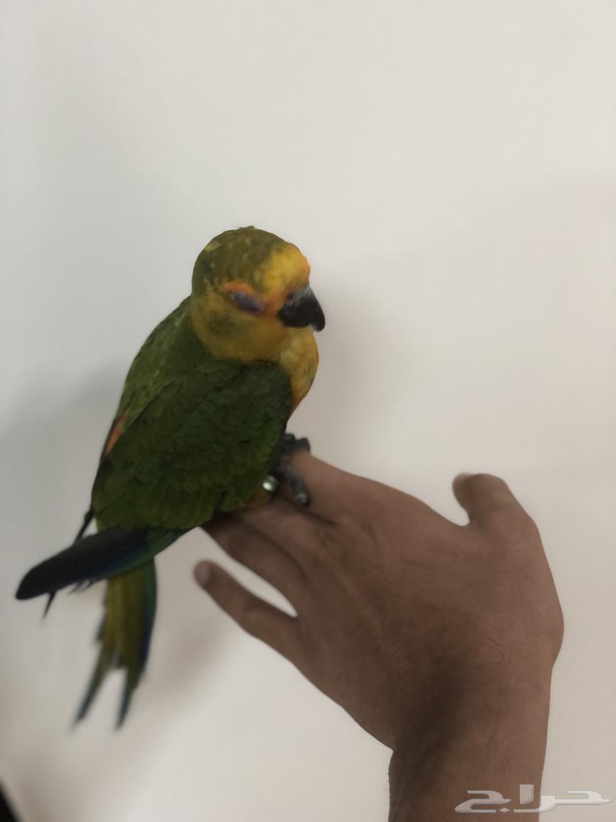 طيور64594085544707111