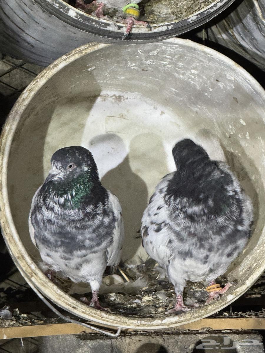 حمام بكستنائي64588856271233112