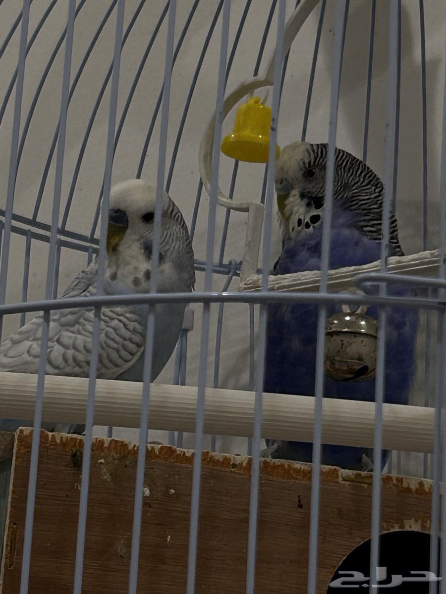 ببغاء بادجي64588494823683111