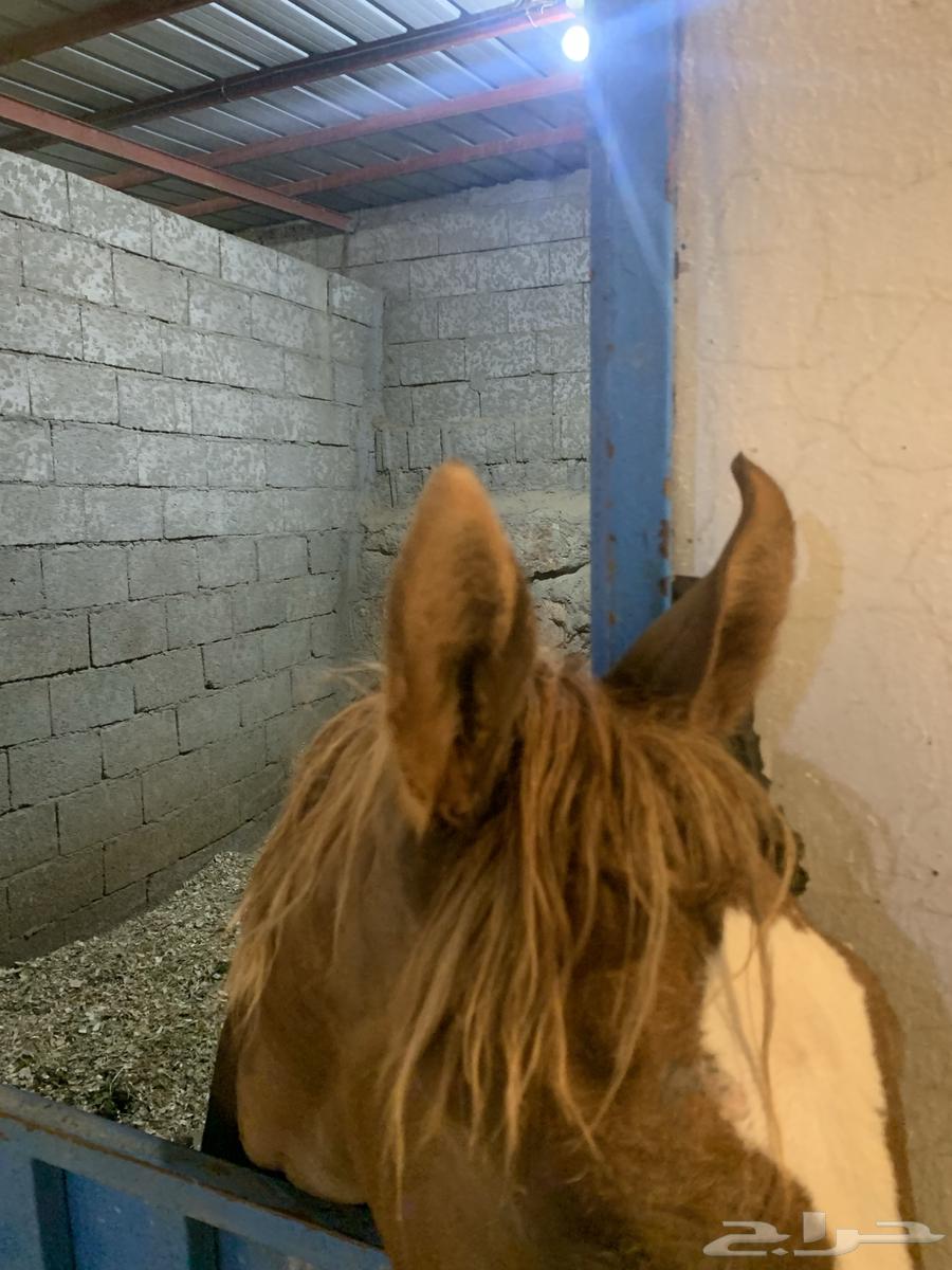 مهر للبيع64594528528771113