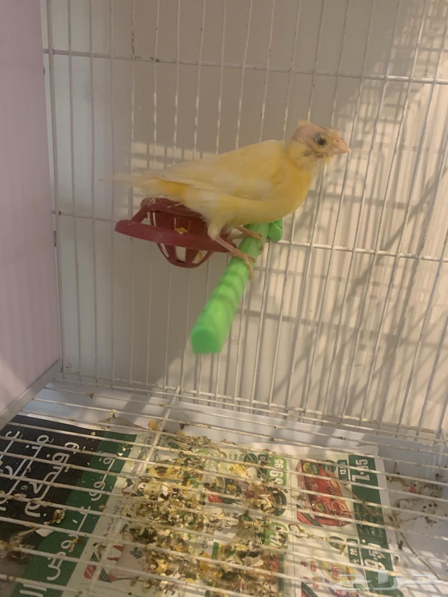 انثى كناري منتجه تحتها بيضه (تم البيع )64591189913985110