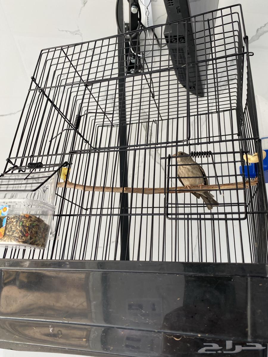 عرض خاص ياسمين طايفي مغرد64590886335106112