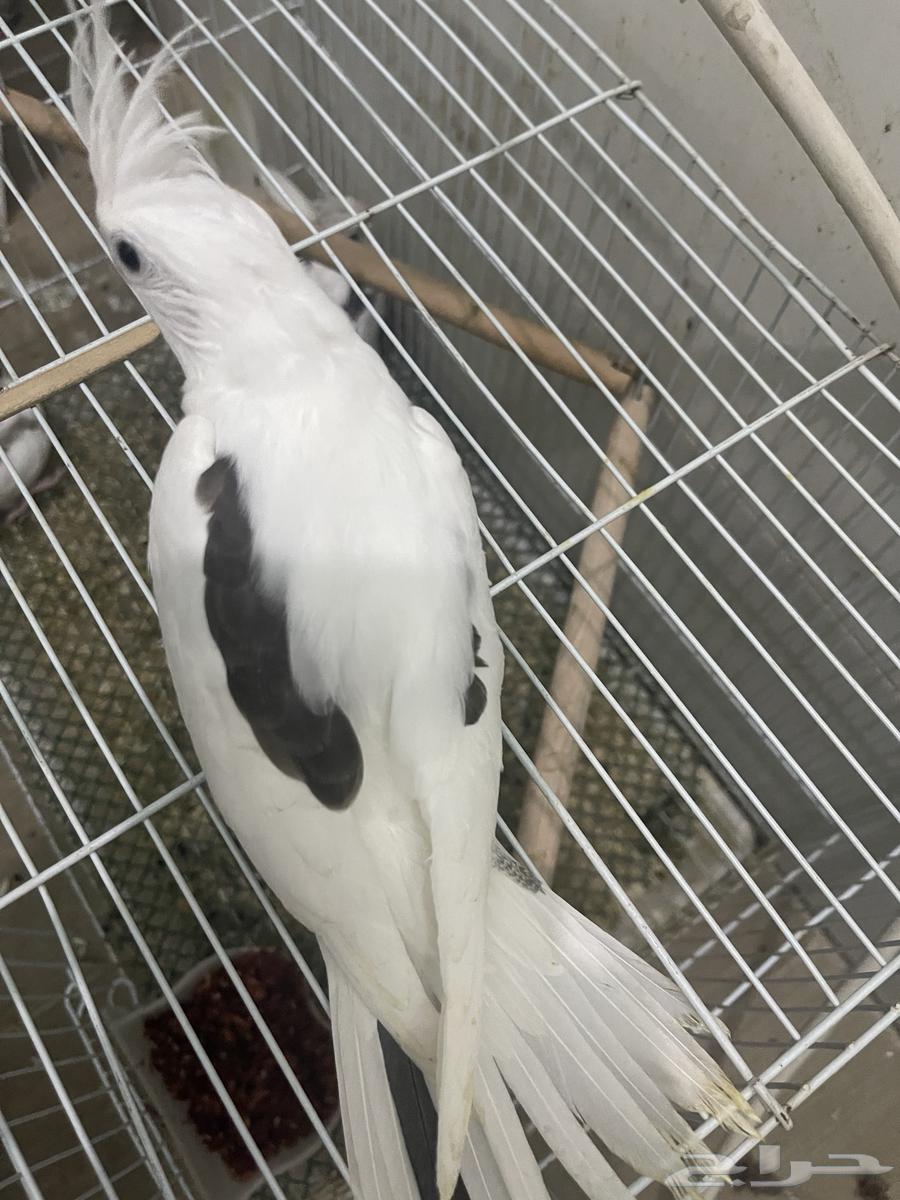 فروخ كروان بصمات و هافي بايد64593851553538114