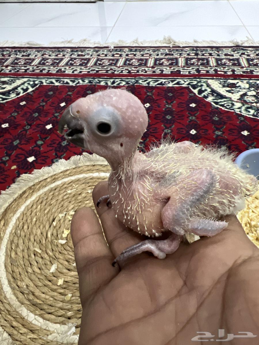 3فروخ غر صن كنيور64594837839873111