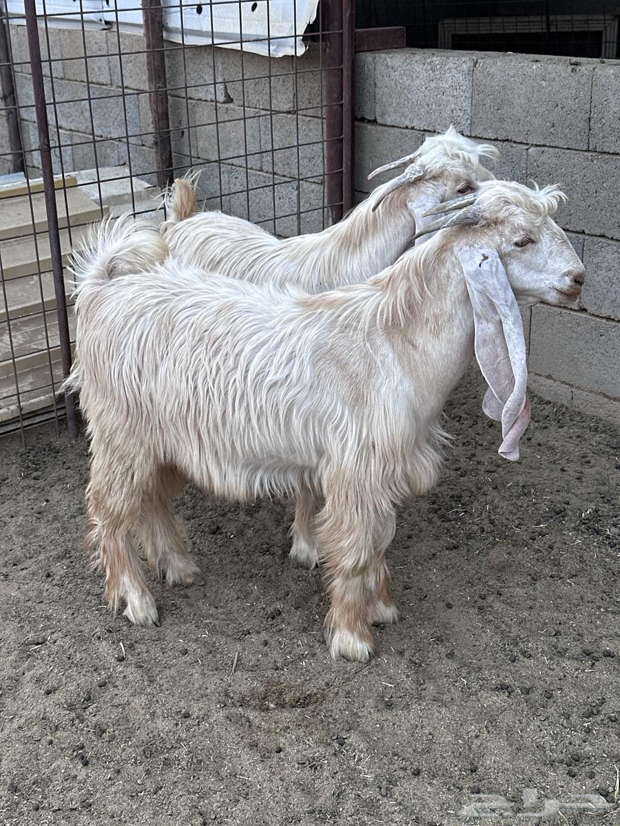 تيوس عوارض صفر64594565124737113