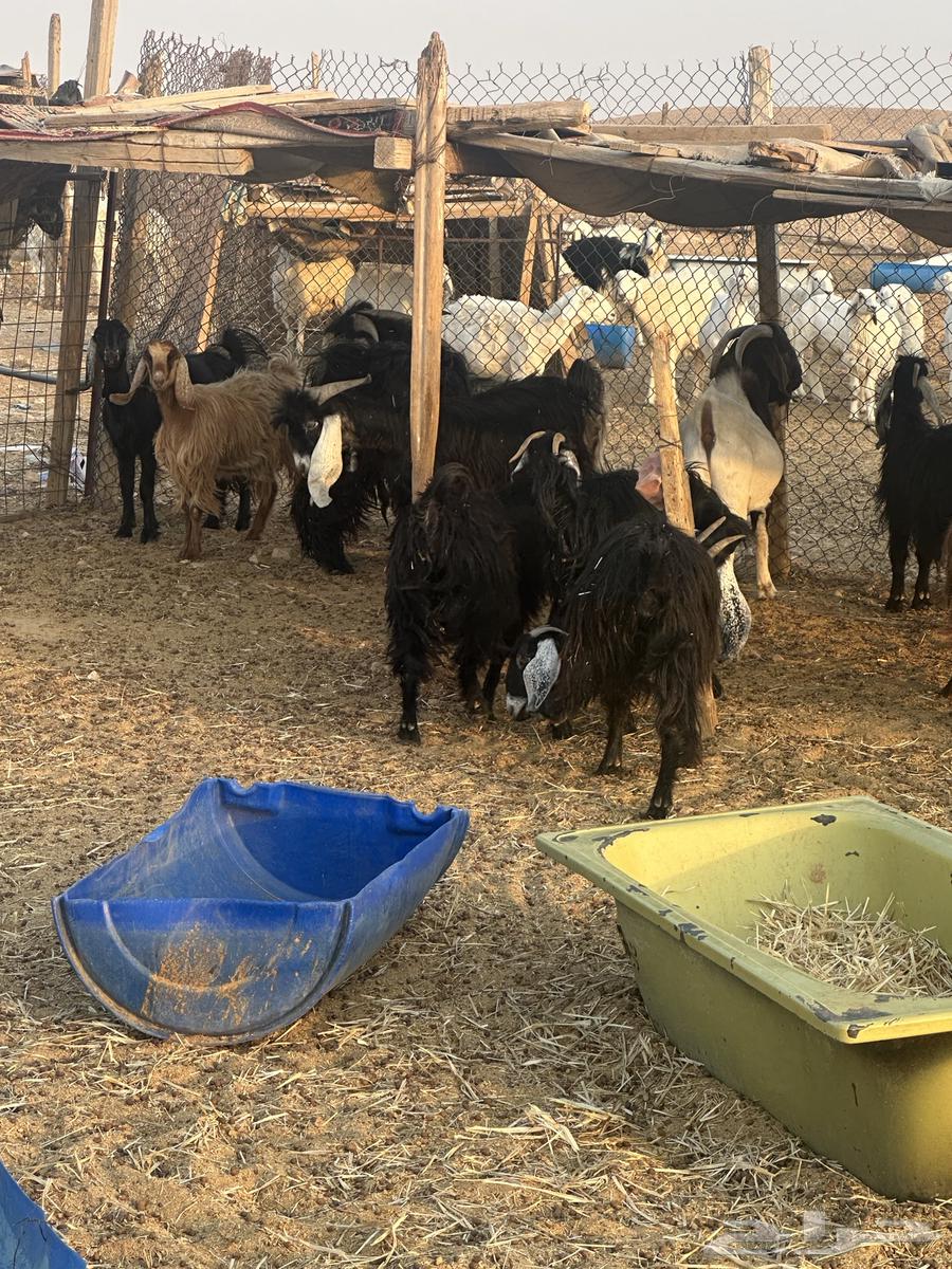 ثمان جفرات ما بين جذعه وثنيه مضربات64595242944898110