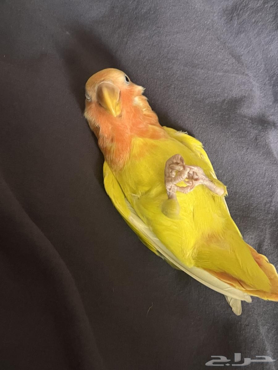 روز اليف هدد داخلي (تم البيع)64592420324993111