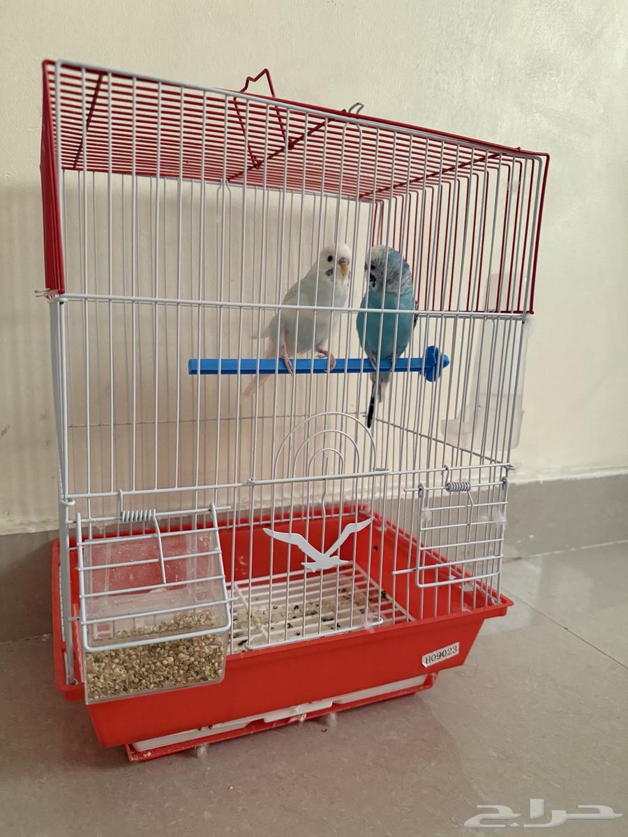 طيور بادجي كبل انتى وذكر64592468707201113