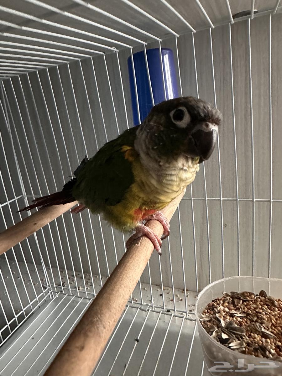 كنيور قرين شيك يلو سايد64590077544578113