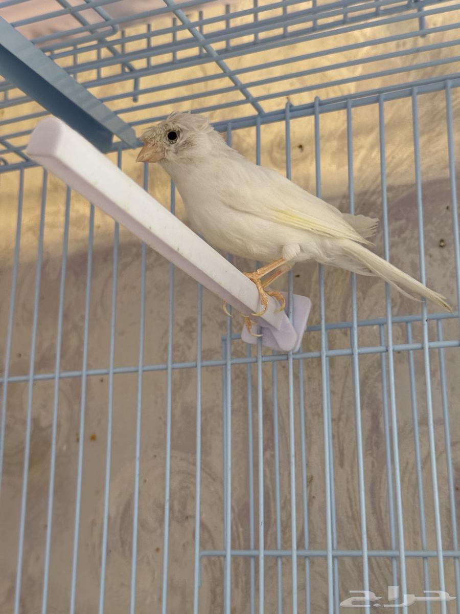 زوج كناري ابيض سوري64591707361922114