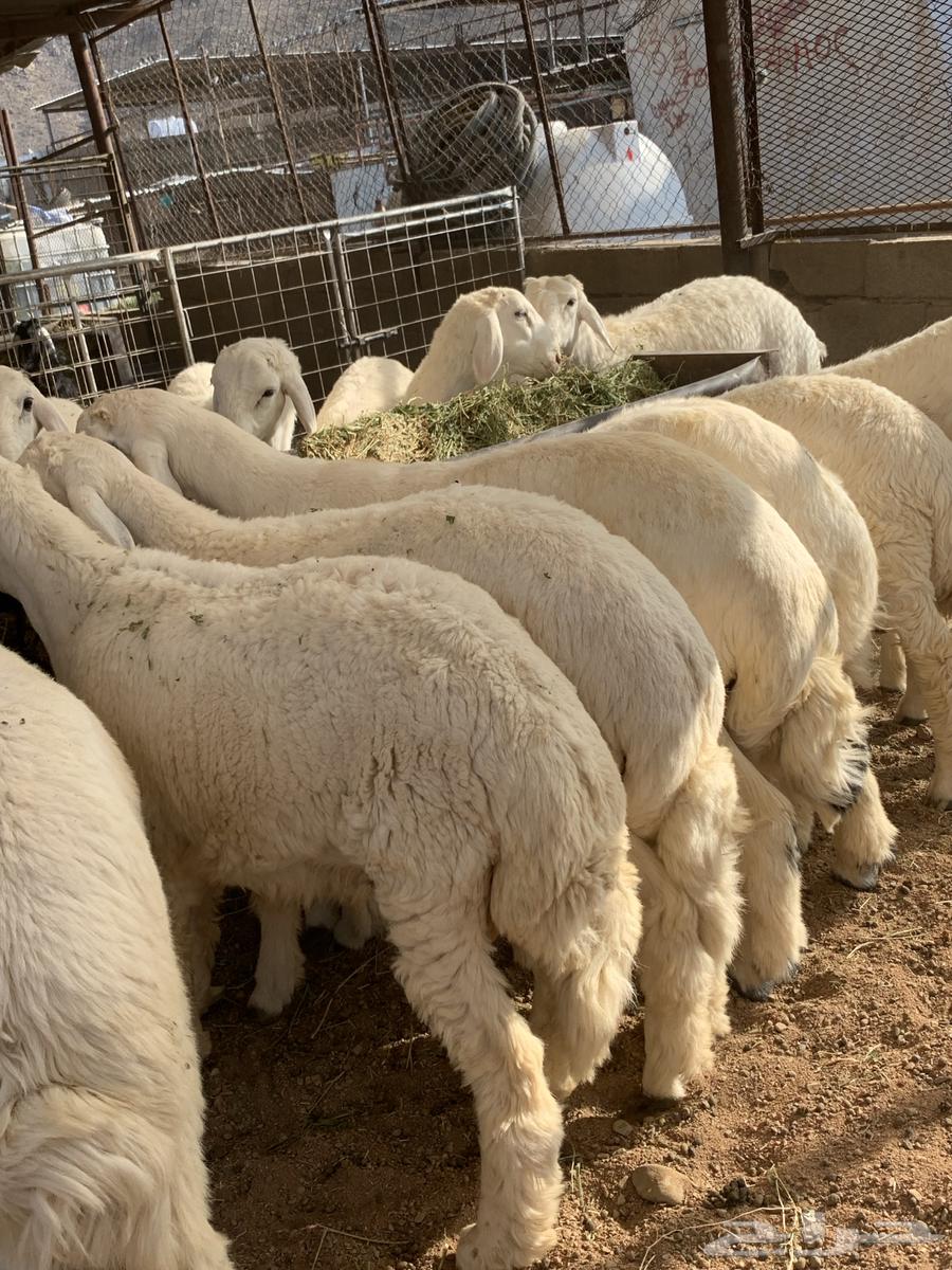 ذبايح مع خدمة السلخ والتوصيل64591105268867113