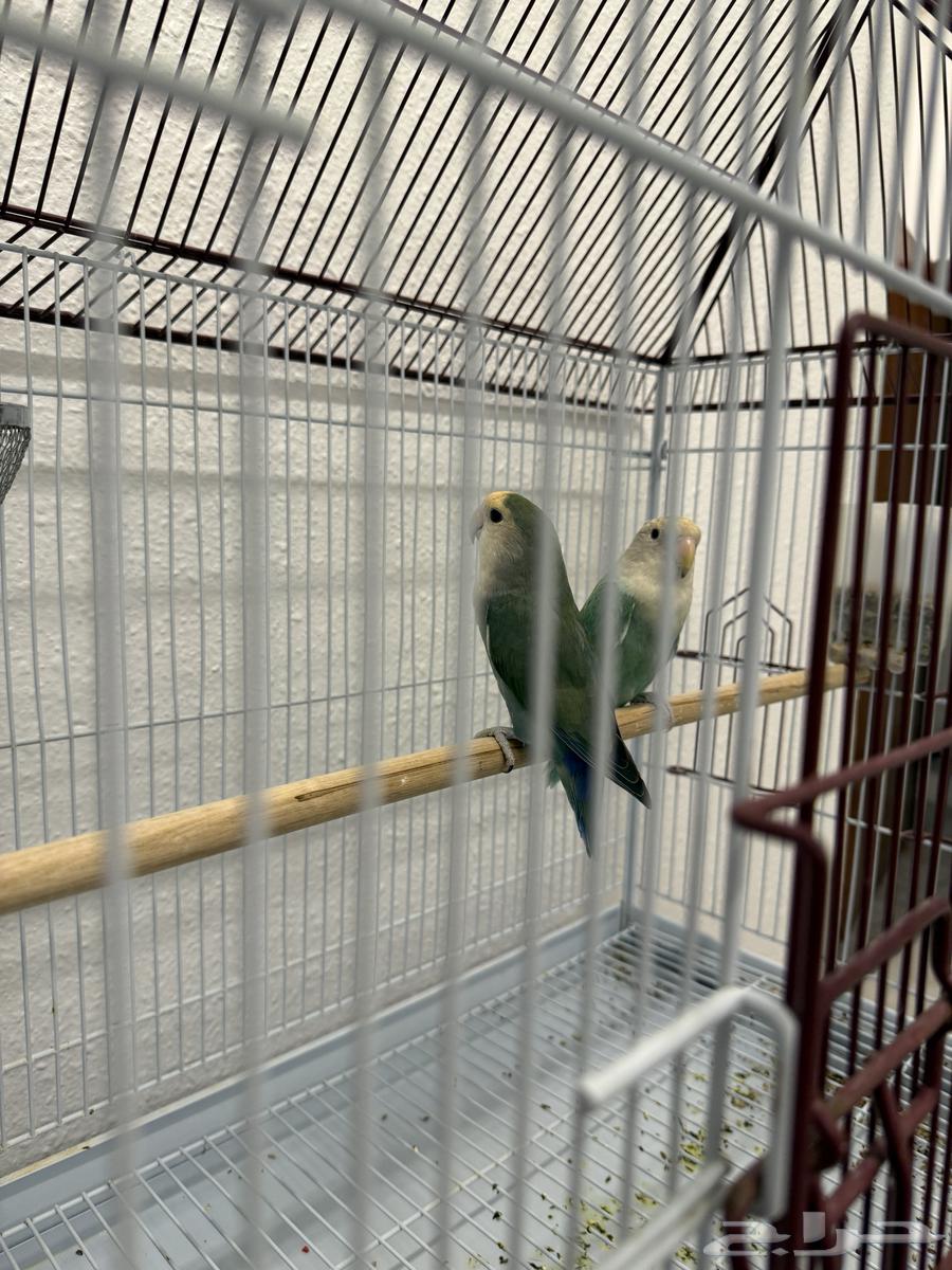 طيور الروز يحبون العب و المرح و صوتهم جميل للبيع مع القفص64591442759938111