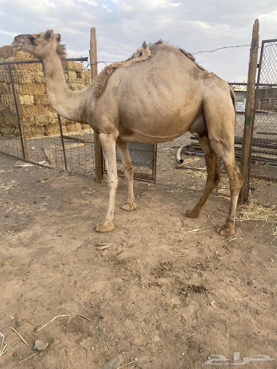 ضريبه طيبه للبيع64592335307522112