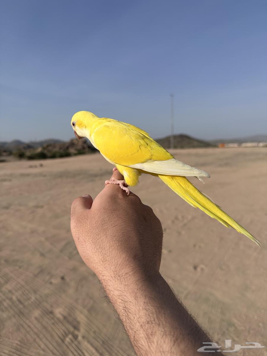 كويكر لاتينو هدد خارجي تم البيع64572144612611111