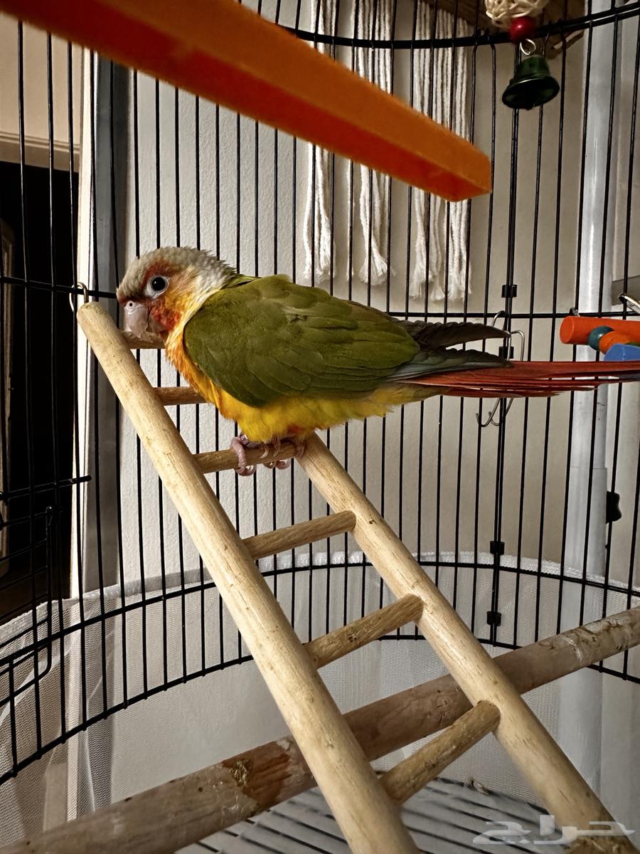 طير كنيور64593143501826113