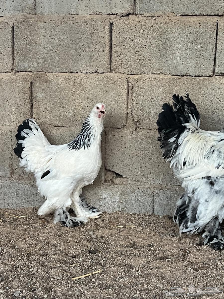 للبيع طقم براهما كولمبي بشاير64594813528450110