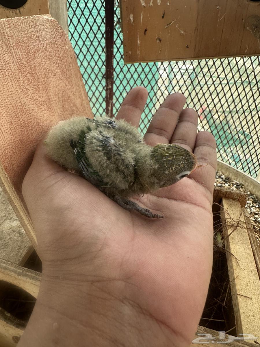 للبيع فرخ فيشر ب 60 ريال تم البيع64593974363138110