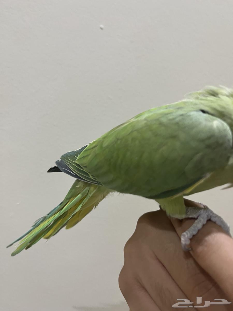 دره هندي هدد اليف64592153789571111