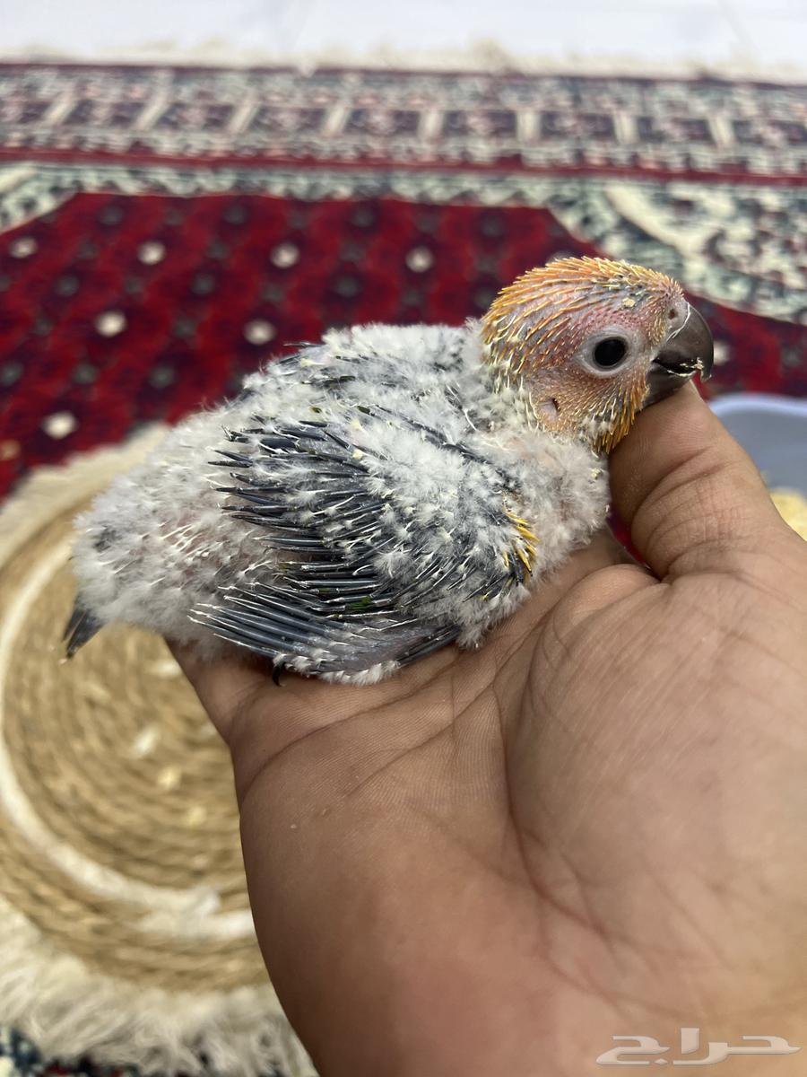 3فروخ غر صن كنيور64594837839873110