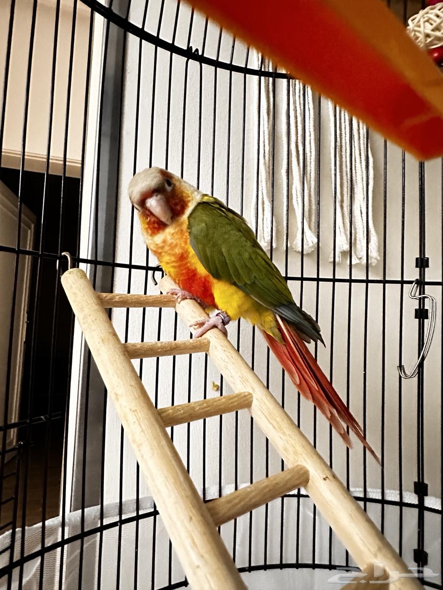 طير كنيور64593143501826111