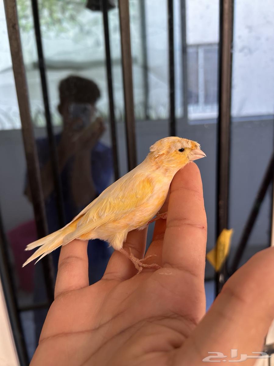 ذكر كناري جزري مطربش لأصحاب التميز مشاء الله64590874048899110