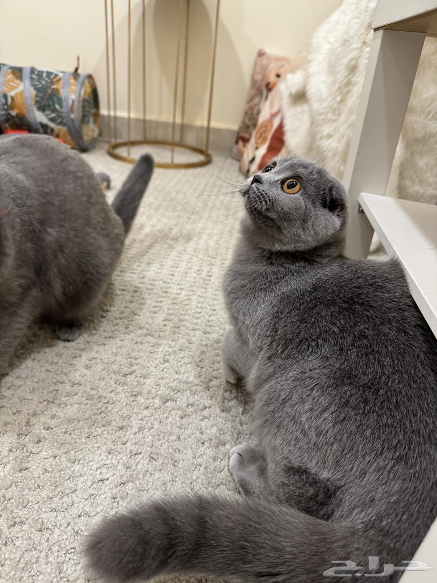 قطط سكوتش فولد64580472454275113