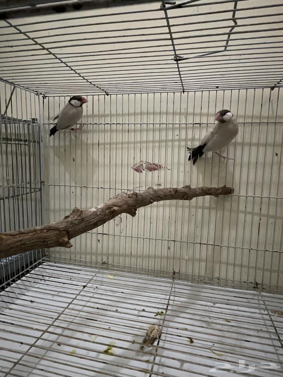 Java Aghat64591803892099111