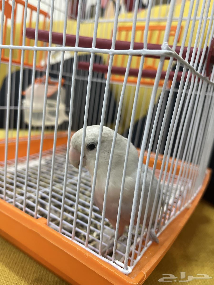 طير روز انثى64593680891522111