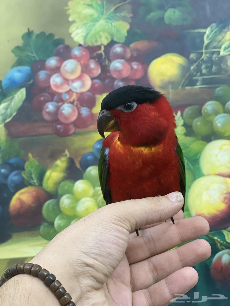 تم البيع فرخ لوري64590837821058112