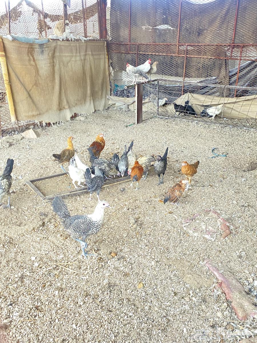 دجاج بلدي لللبيع بياض شرط صحه64590414987905110