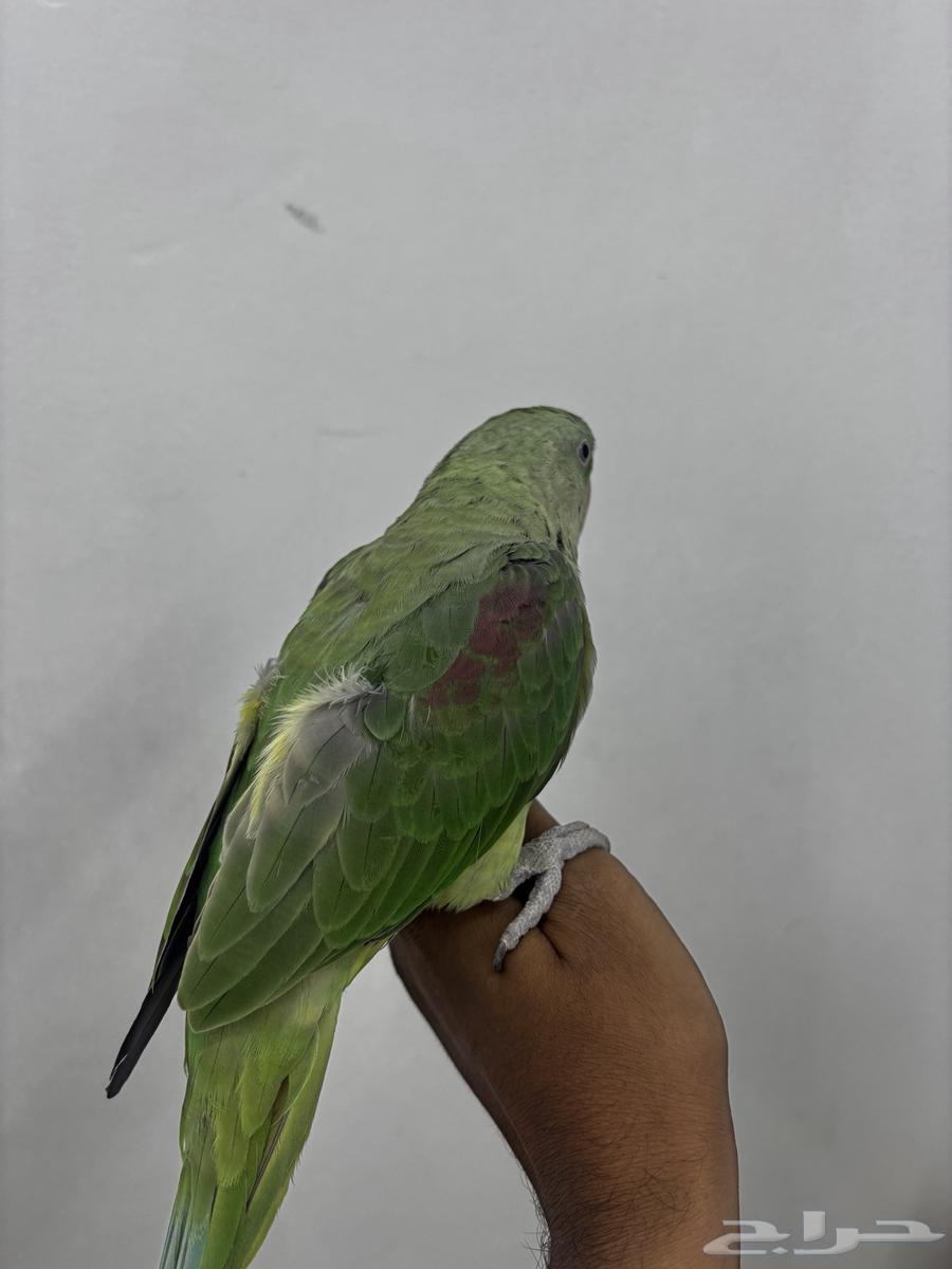 للبيع نيبالي اليف64594319690370113