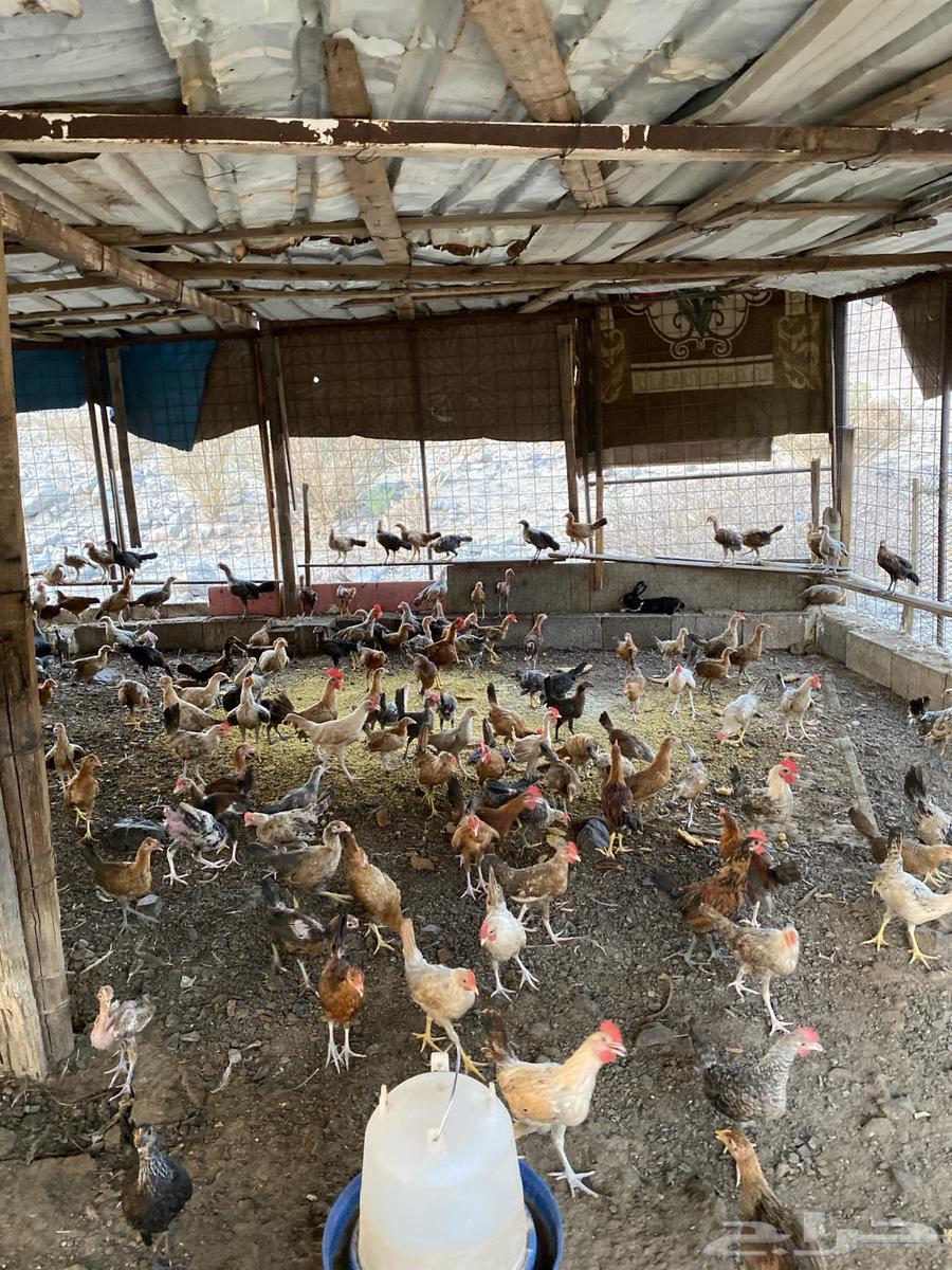 دجاج بلدي للبيع العدد 300 اللي يبي تفريد من 100 اللي يبي ت64588694001665112