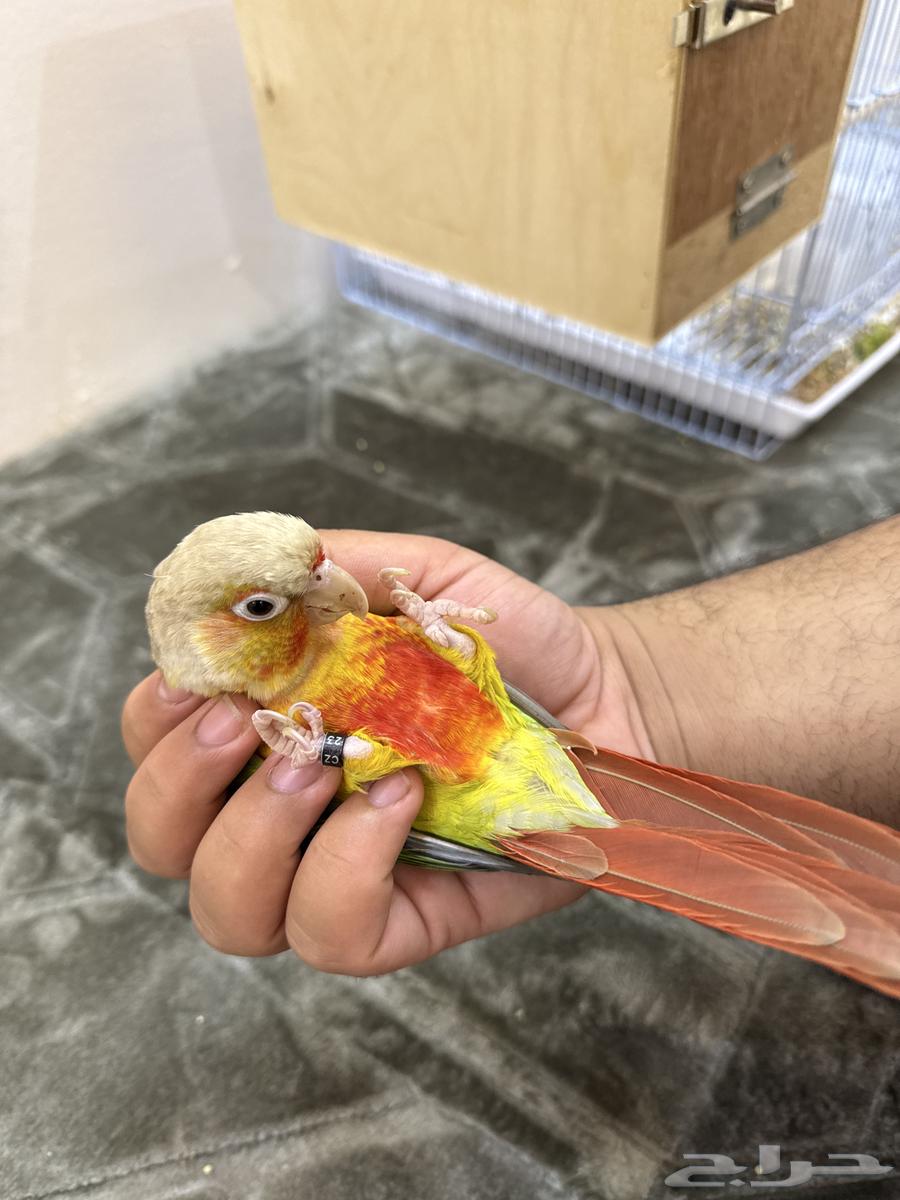 طائر كنيور اناناس للبيع64589191387649113
