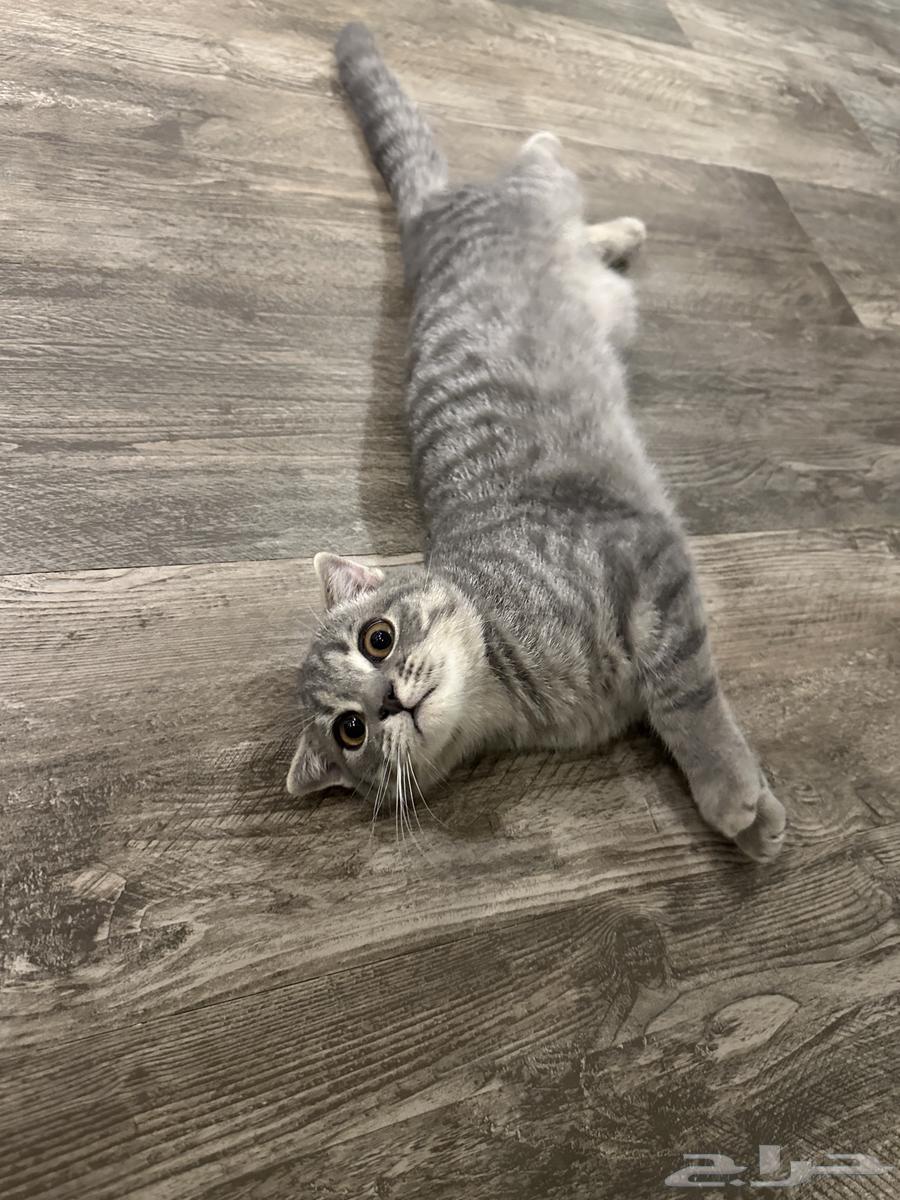 قطه سكوتش فولد تربل للبيع بسعر رمزي64595956302210112