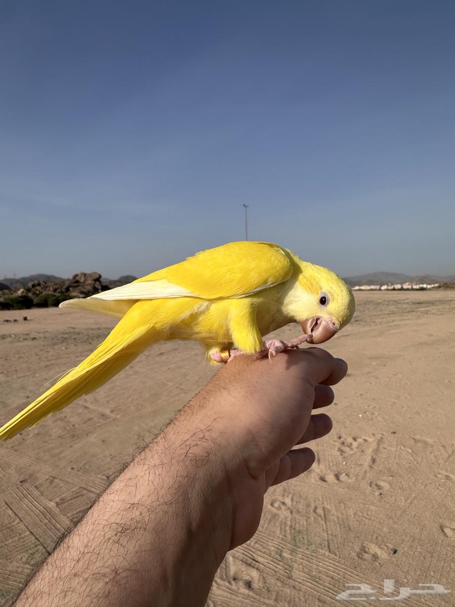 كويكر لاتينو هدد خارجي تم البيع64572144612611110