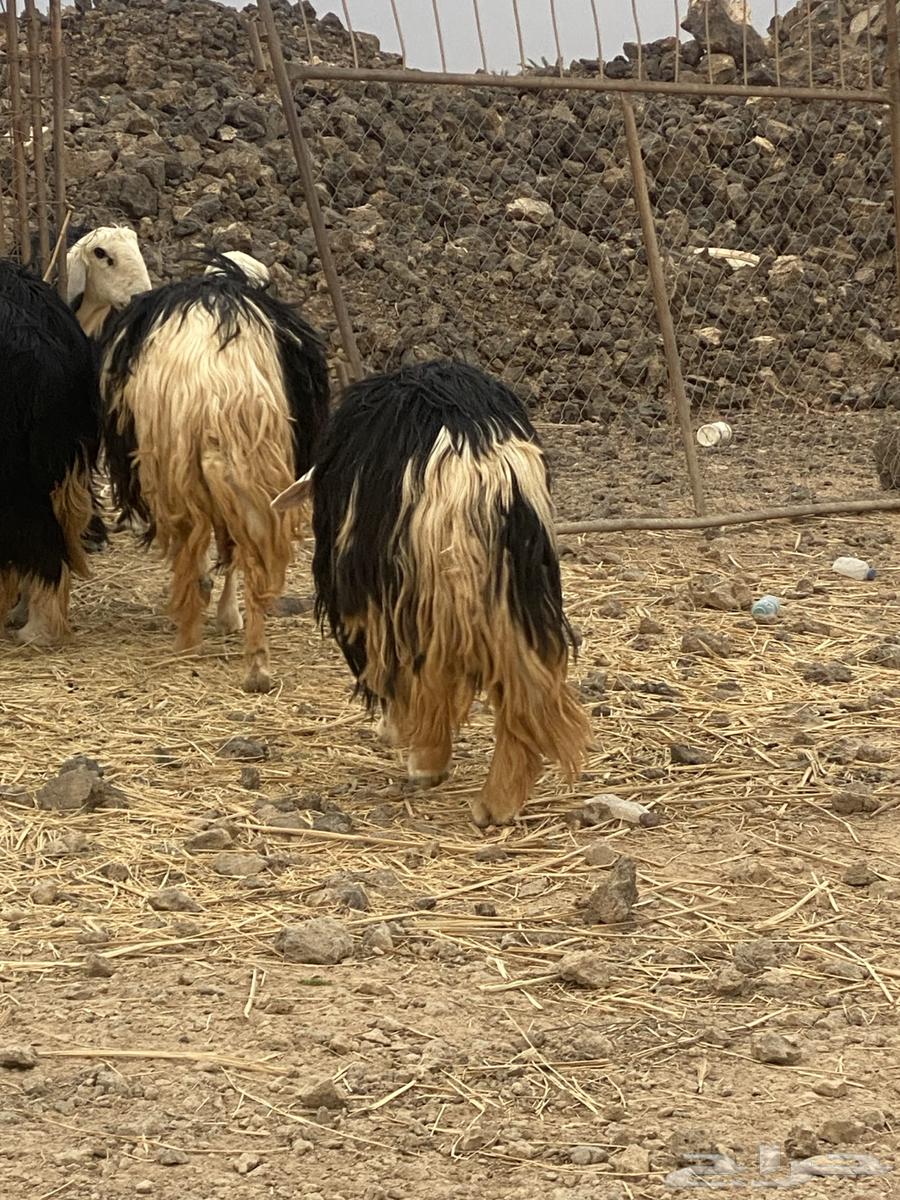 Najdi Sheep64594454719362111