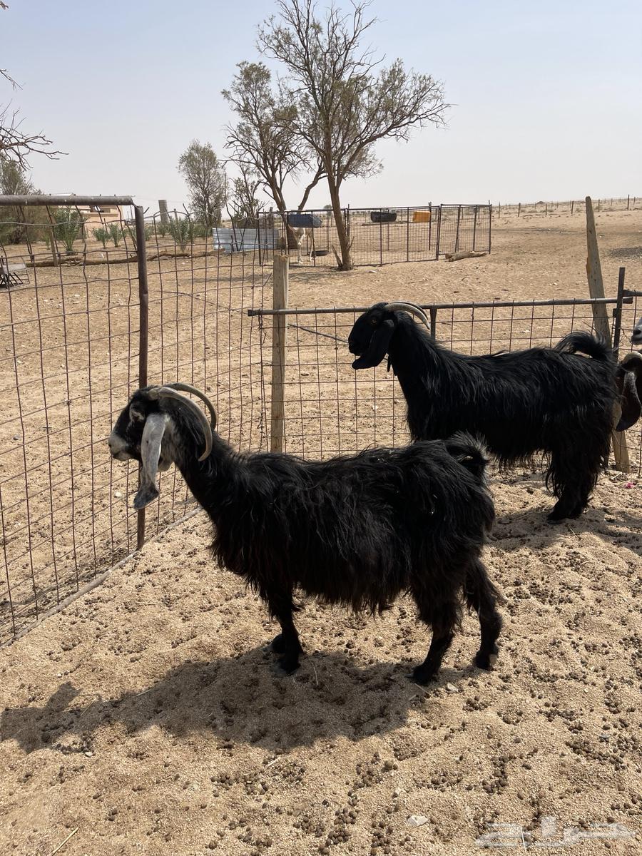 4 معزا للبيع64590679975683111