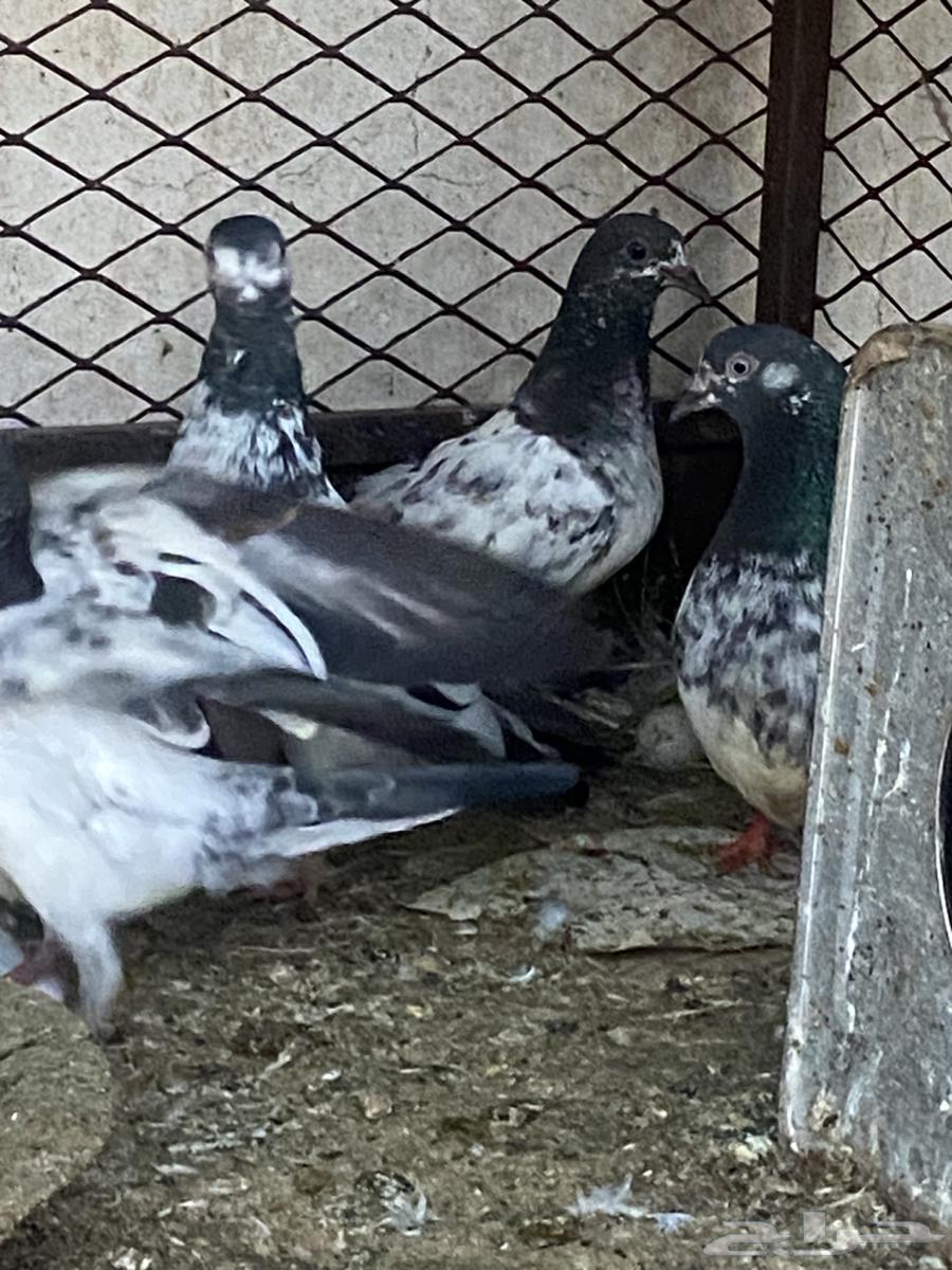 طبات حمام بكستاني مطيار منهم664592359638529110