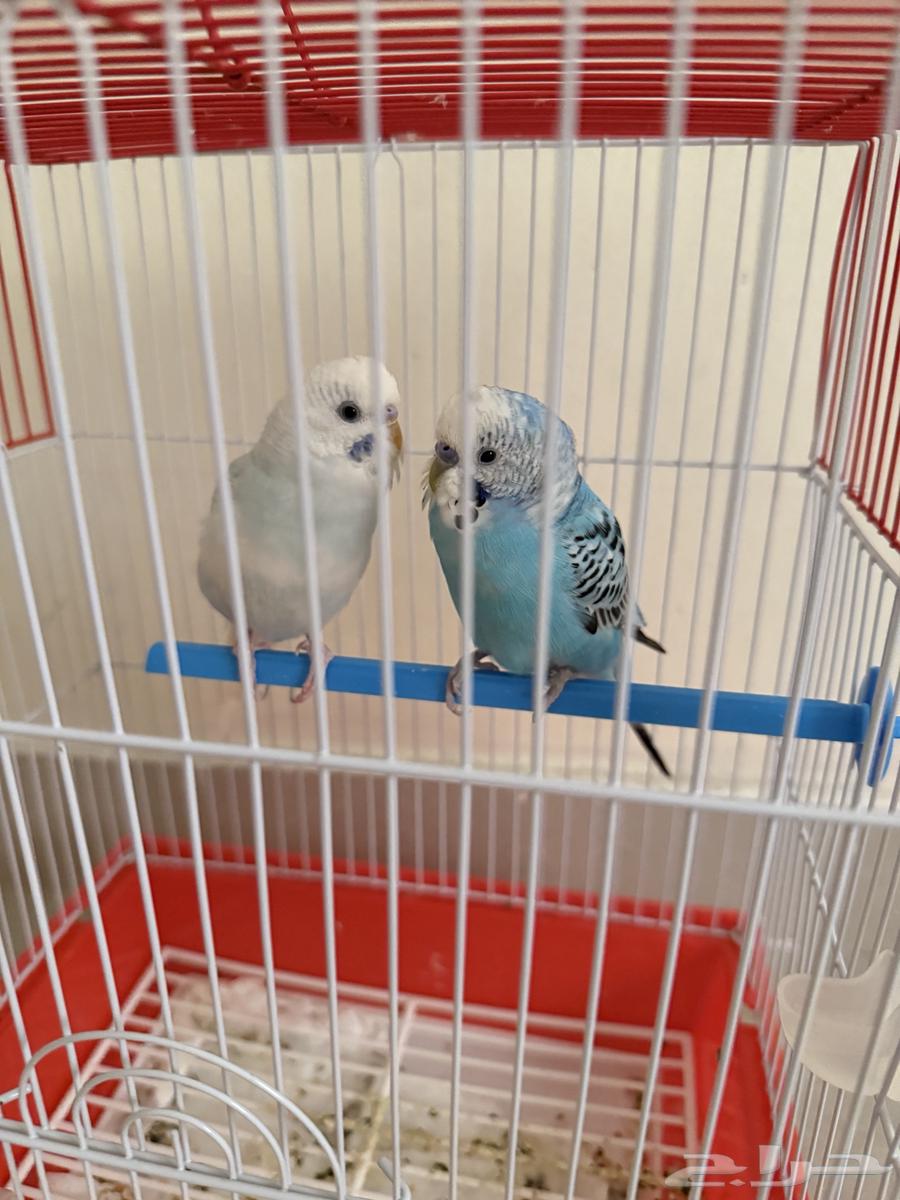 طيور بادجي كبل انتى وذكر64592468707201110