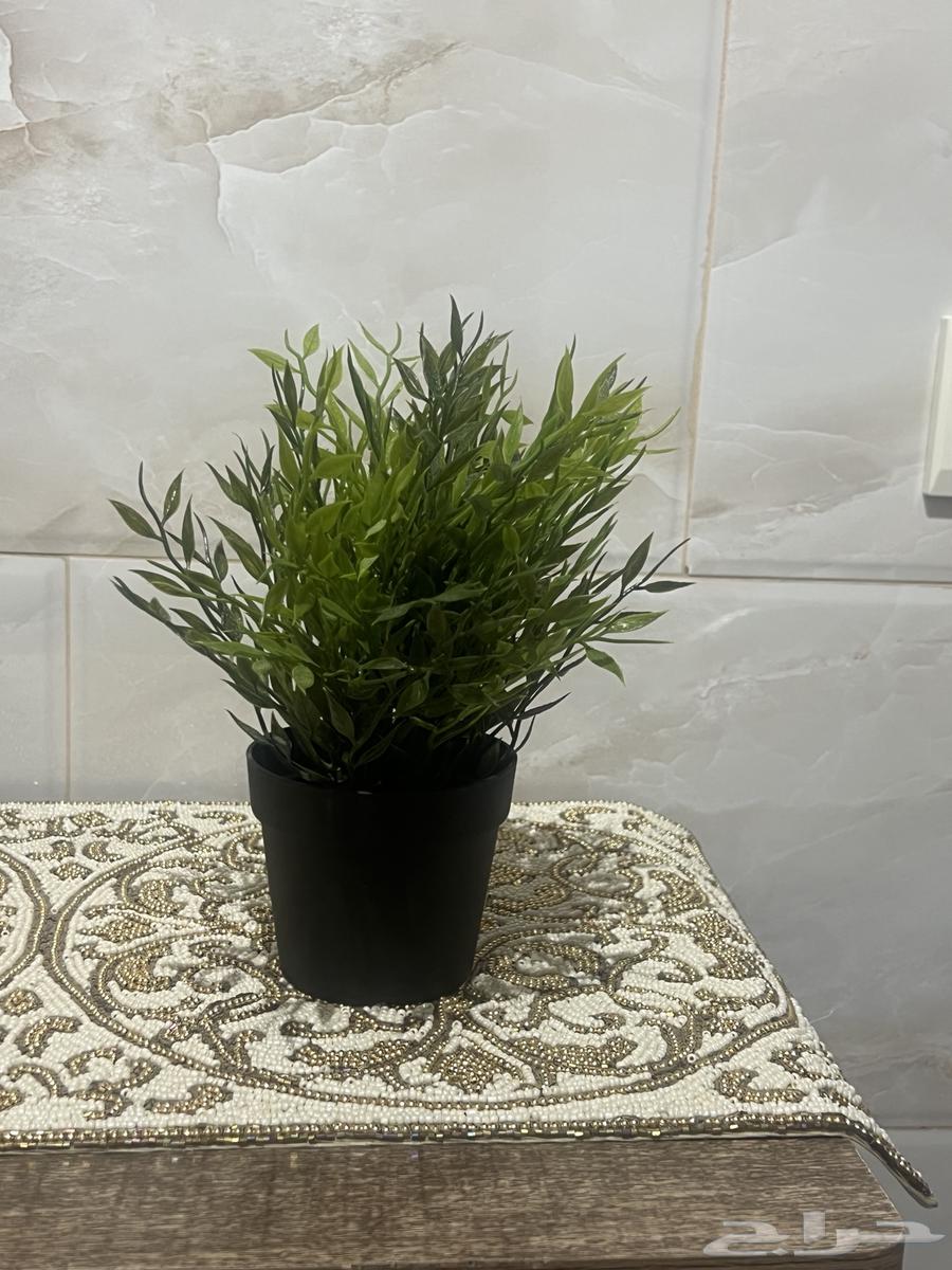 شجر نباتات ايكيا للبيع بسعر مخفض64596501688066114