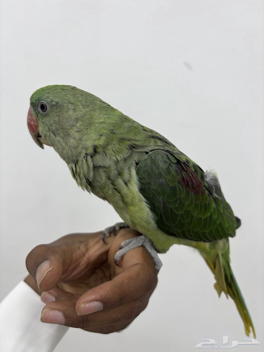 للبيع نيبالي اليف64594319690370112