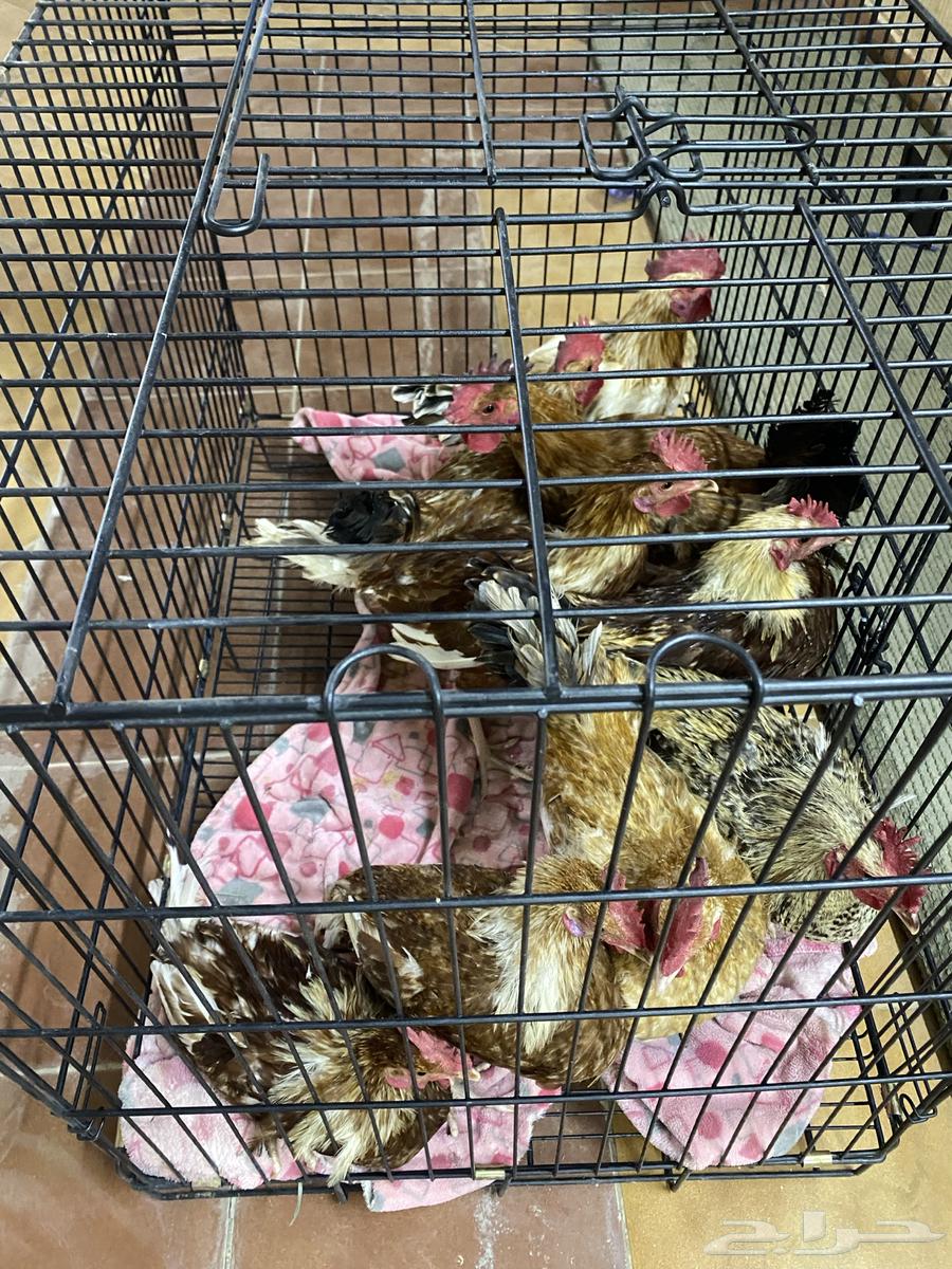 ديكه بلدي للبيع 30 ريال64595058899843110