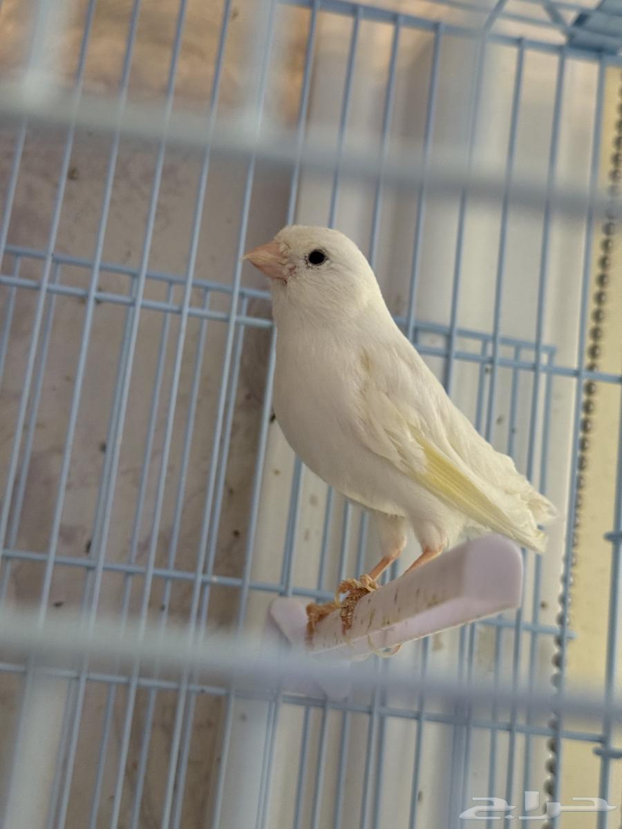 زوج كناري ابيض سوري64591707361922113