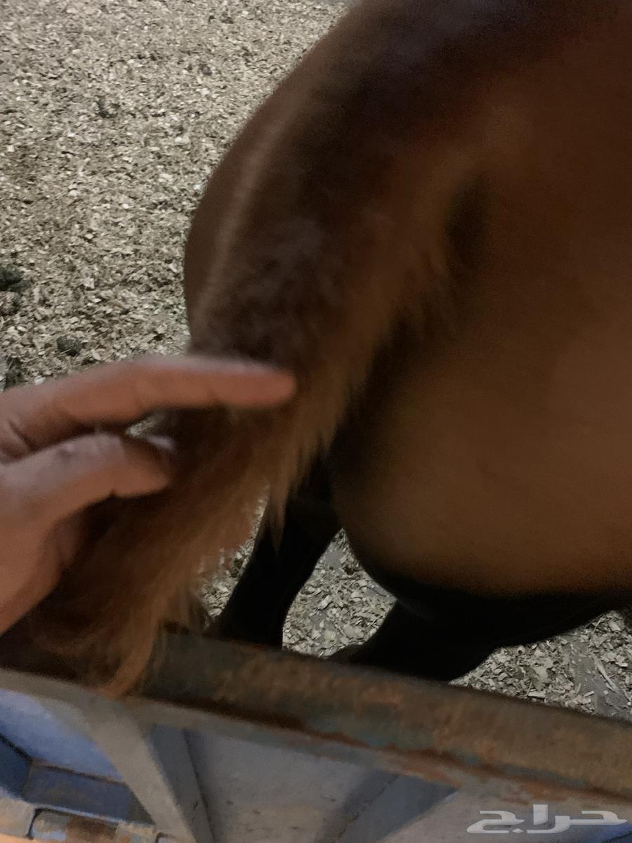 مهر للبيع64594528528771114