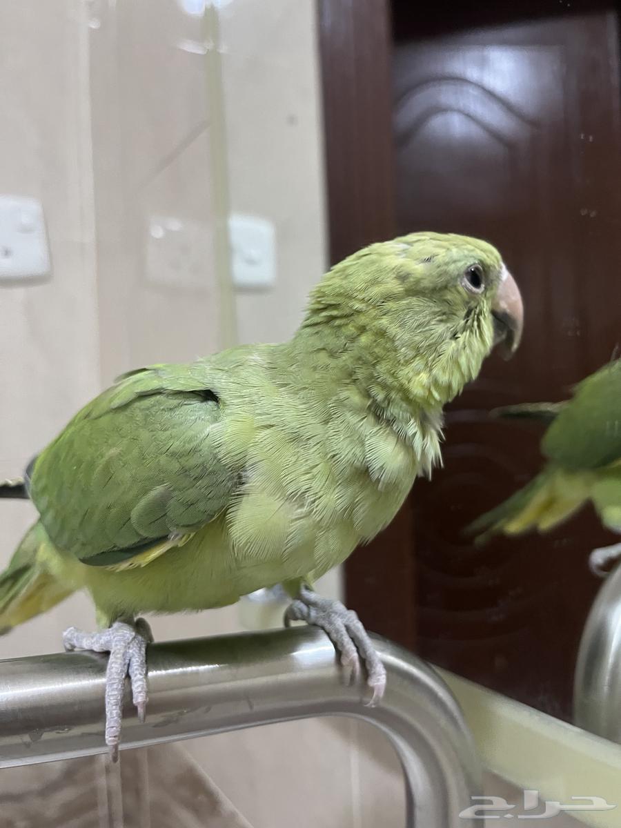 دره هندي هدد اليف64592153789571110