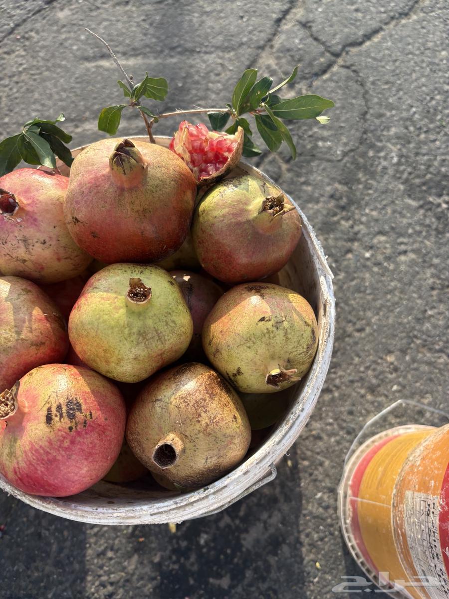 Taif pomegranate from Sarat Obeida64593143517057111