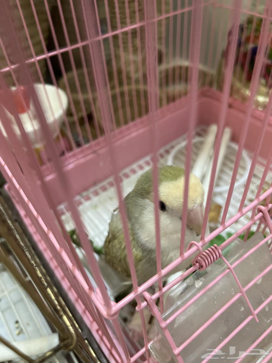 عصفور روز للبيع السعر20064592335235586111